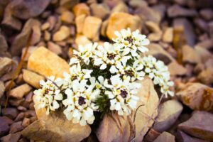 WE de Récollection Région Pays de la Loire