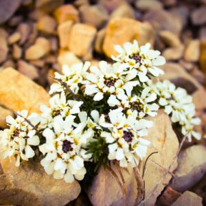 WE de Récollection Région Pays de la Loire