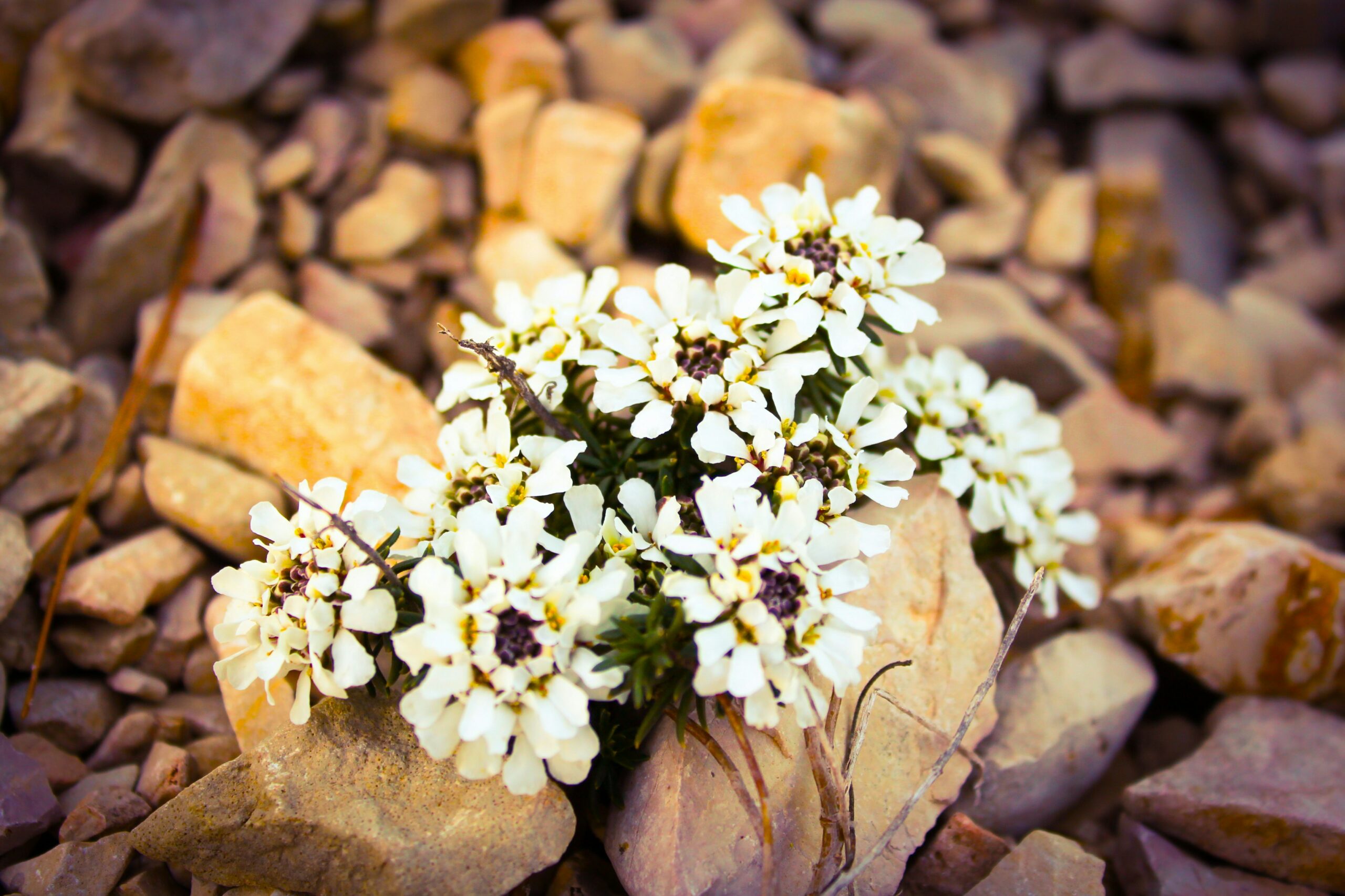 WE de Récollection Région Pays de la Loire
